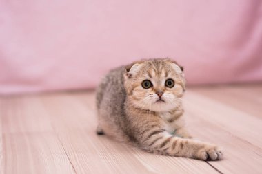 yavru kedi kedi İskoç düz, lop-eared kabarık, hayvan