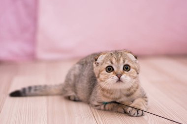 yavru kedi kedi İskoç düz, lop-eared kabarık, hayvan