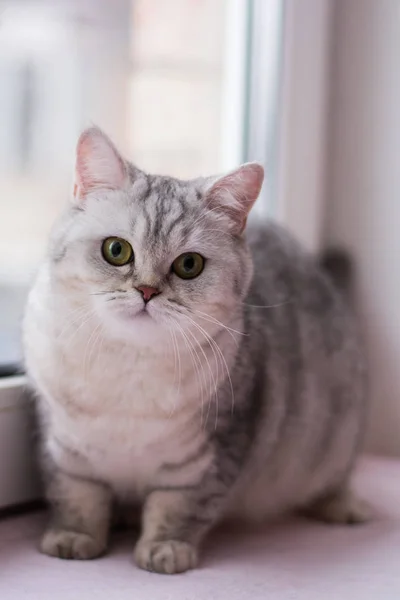 Gatito Gato Escocés Recta Lop Orejas Esponjoso Animal —  Fotos de Stock