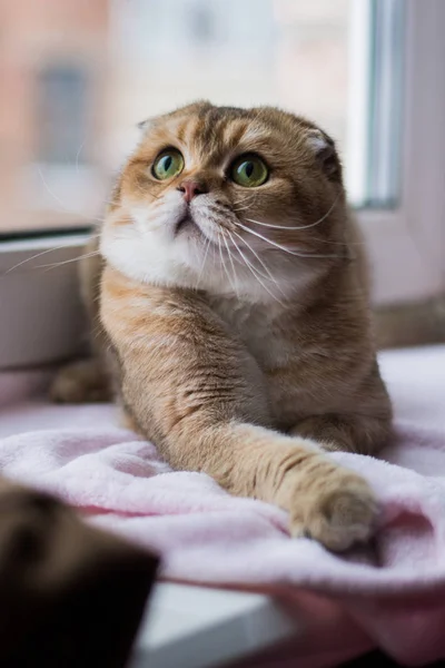 Kätzchen Katze Schottisch Gerade Schlappohr Flauschig Tier — Stockfoto