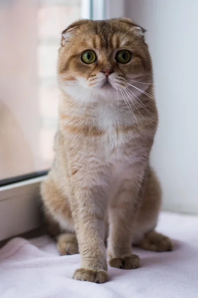 Kattunge Katt Skotska Raka Slokörad Fluffig Djur — Stockfoto