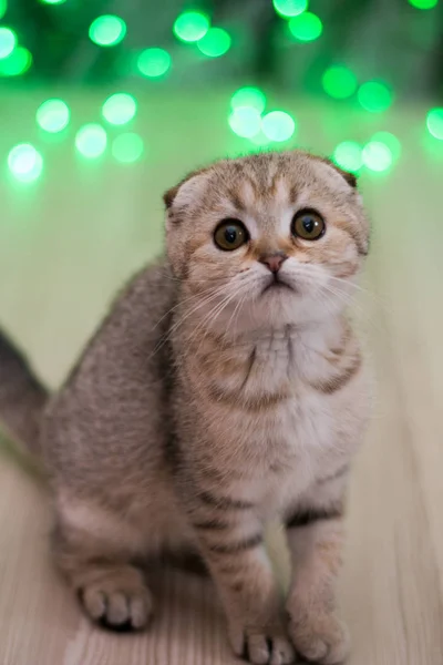 Gatito Gato Escocés Recta Lop Orejas Esponjoso Animal —  Fotos de Stock