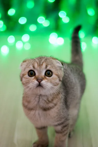 Котячий Кіт Шотландський Прямий Пухнастий Тварина — стокове фото