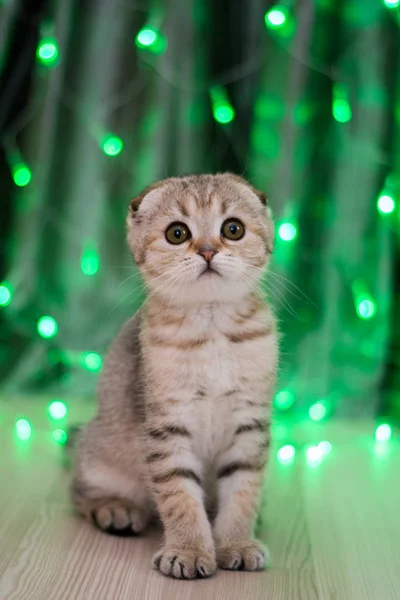 Gatito Gato Escocés Recta Lop Orejas Esponjoso Animal —  Fotos de Stock