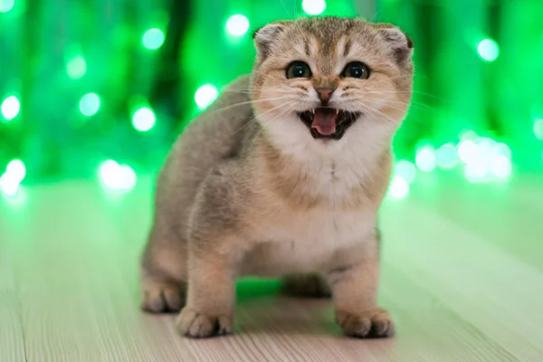 Kätzchen Katze Schottisch Gerade Schlappohr Flauschig Tier — Stockfoto