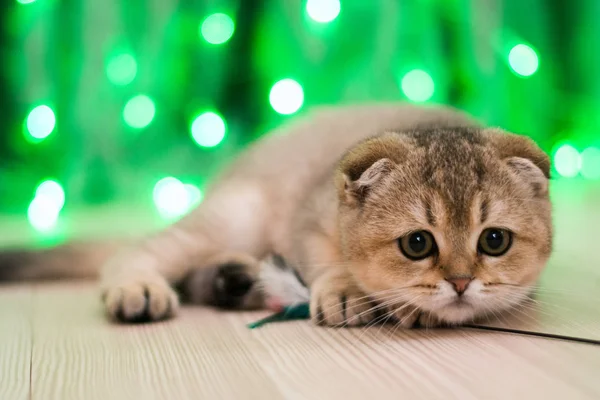 Gatito Gato Escocés Recta Lop Orejas Esponjoso Animal — Foto de Stock