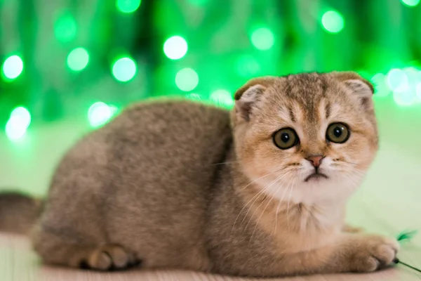 Kitten Kat Schotse Rechte Droeve Pluizig Dier — Stockfoto