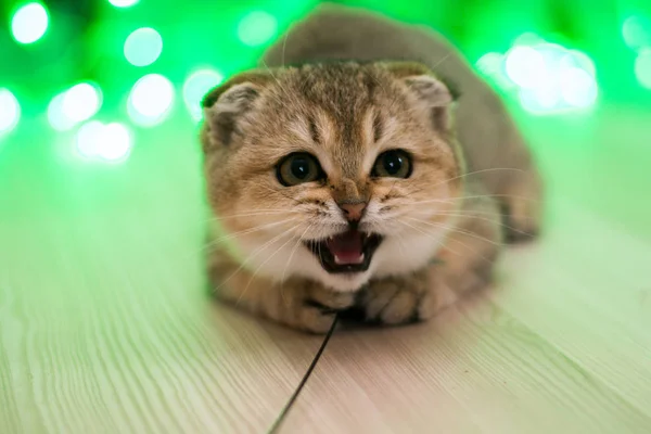 Kitten Kat Schotse Rechte Droeve Pluizig Dier — Stockfoto