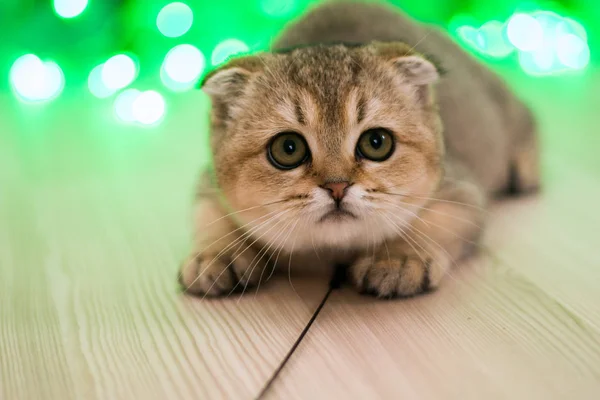 Gatito Gato Escocés Recta Lop Orejas Esponjoso Animal —  Fotos de Stock