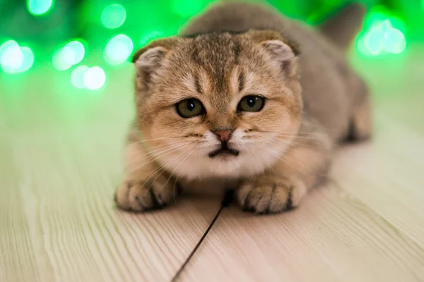 Gatinho Scottish Linha Reta Lop Eared Fofo Animal — Fotografia de Stock