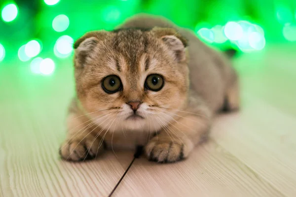 Yavru Kedi Kedi Skoç Düz Lop Eared Kabarık Hayvan — Stok fotoğraf