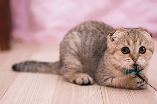 Gatito Gato Escocés Recta Lop Orejas Esponjoso Animal — Foto de Stock