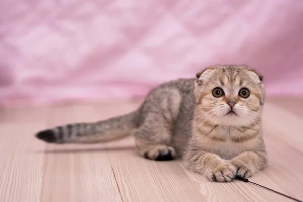 Yavru Kedi Kedi Skoç Düz Lop Eared Kabarık Hayvan — Stok fotoğraf