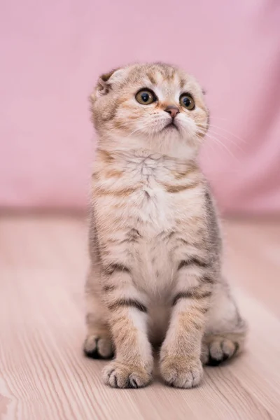 Gatinho Scottish Linha Reta Lop Eared Fofo Animal — Fotografia de Stock