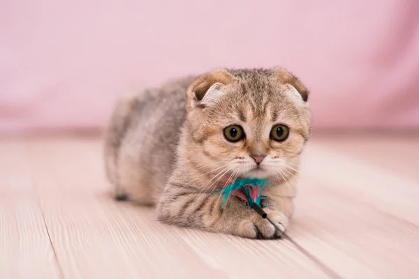 Gatinho Scottish Linha Reta Lop Eared Fofo Animal — Fotografia de Stock