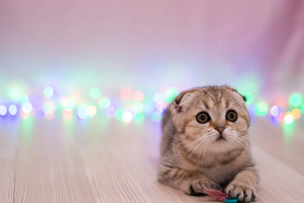 Kätzchen Katze Schottisch Gerade Schlappohr Flauschig Tier — Stockfoto