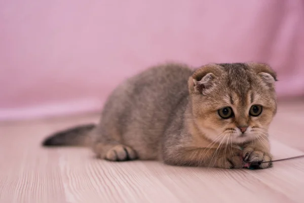 Kätzchen Katze Schottisch Gerade Schlappohr Flauschig Tier — Stockfoto