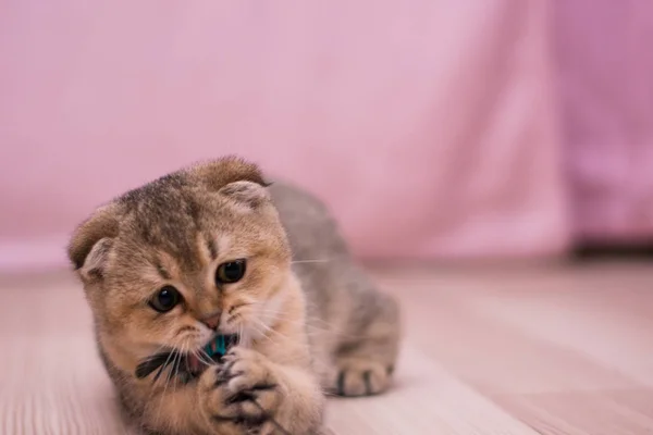 Yavru Kedi Kedi Skoç Düz Lop Eared Kabarık Hayvan — Stok fotoğraf