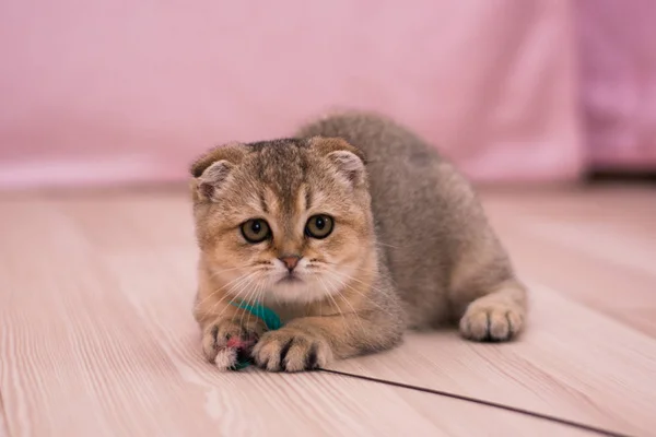 Gatito Gato Escocés Recta Lop Orejas Esponjoso Animal —  Fotos de Stock