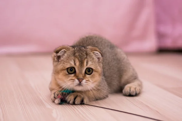 Kitten Cat Scottish Straight Lop Eared Fluffy Animal — Stock Photo, Image