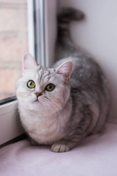 Yavru Kedi Kedi Skoç Düz Lop Eared Kabarık Hayvan — Stok fotoğraf