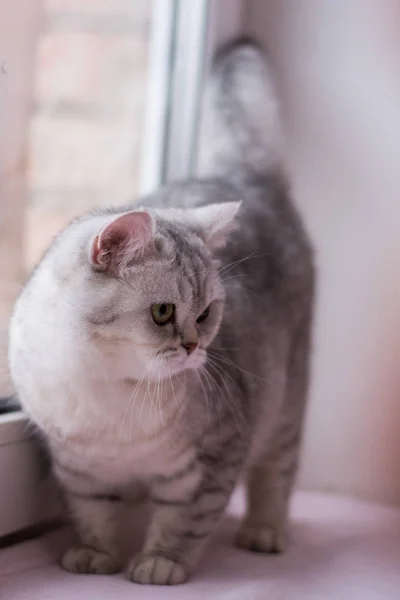 Kattunge Katt Skotska Raka Slokörad Fluffig Djur — Stockfoto