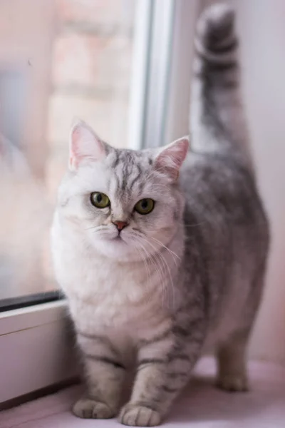 Kattunge Katt Skotska Raka Slokörad Fluffig Djur — Stockfoto