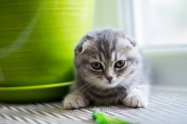 yavru kedi kedi İskoç düz, lop-eared kabarık, hayvan