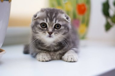 yavru kedi kedi İskoç düz, lop-eared kabarık, hayvan