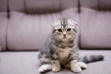 yavru kedi kedi İskoç düz, lop-eared kabarık, hayvan