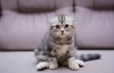 yavru kedi kedi İskoç düz, lop-eared kabarık, hayvan