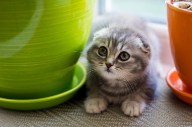 yavru kedi kedi İskoç düz, lop-eared kabarık, hayvan