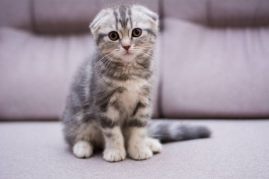 yavru kedi kedi İskoç düz, lop-eared kabarık, hayvan