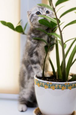 yavru kedi kedi İskoç düz, lop-eared kabarık, hayvan