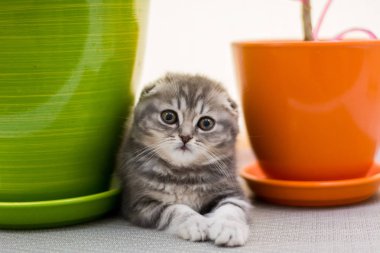 yavru kedi kedi İskoç düz, lop-eared kabarık, hayvan