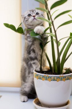 yavru kedi kedi İskoç düz, lop-eared kabarık, hayvan