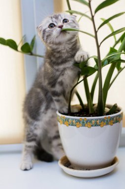 yavru kedi kedi İskoç düz, lop-eared kabarık, hayvan