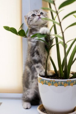 yavru kedi kedi İskoç düz, lop-eared kabarık, hayvan