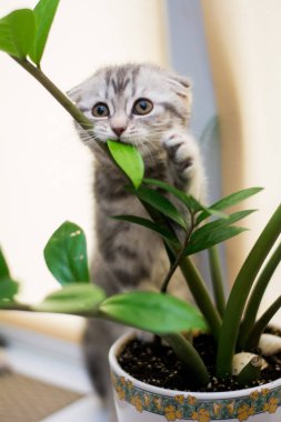 yavru kedi kedi İskoç düz, lop-eared kabarık, hayvan