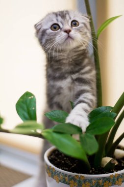 yavru kedi kedi İskoç düz, lop-eared kabarık, hayvan