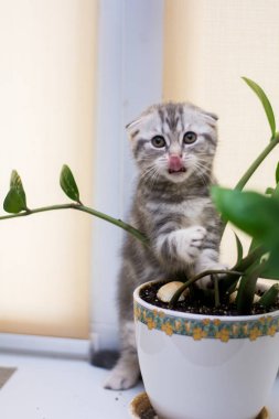 yavru kedi kedi İskoç düz, lop-eared kabarık, hayvan