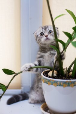 yavru kedi kedi İskoç düz, lop-eared kabarık, hayvan