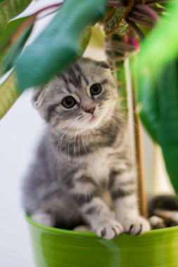 yavru kedi kedi İskoç düz, lop-eared kabarık, hayvan