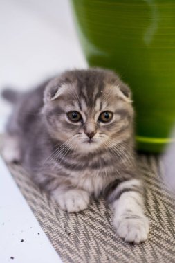 yavru kedi kedi İskoç düz, lop-eared kabarık, hayvan