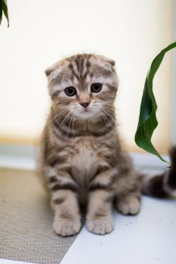 yavru kedi kedi İskoç düz, lop-eared kabarık, hayvan