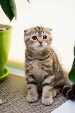 yavru kedi kedi İskoç düz, lop-eared kabarık, hayvan