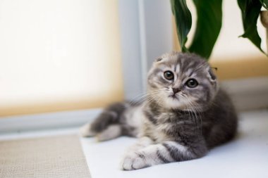 yavru kedi kedi İskoç düz, lop-eared kabarık, hayvan