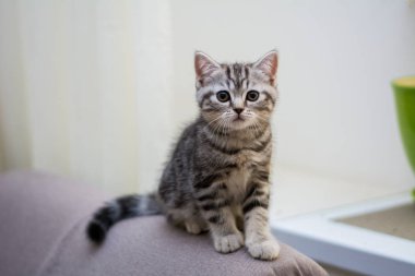 yavru kedi kedi İskoç düz, lop-eared kabarık, hayvan