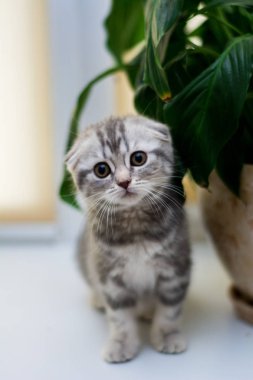 yavru kedi kedi İskoç düz, lop-eared kabarık, hayvan