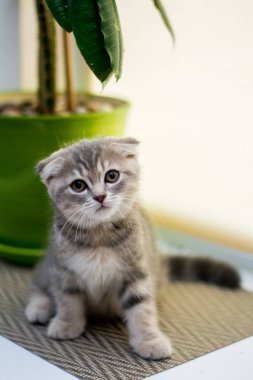 yavru kedi kedi İskoç düz, lop-eared kabarık, hayvan